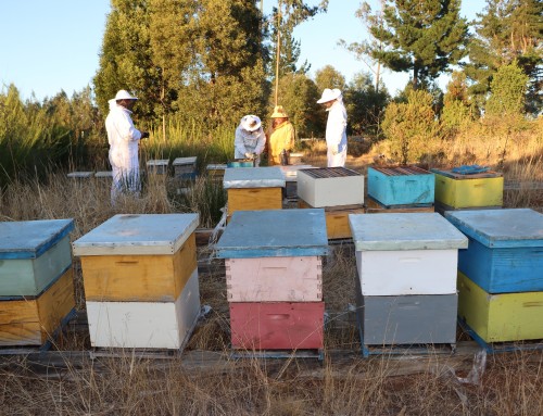 Empresa Arauco y Cooperativa RAGKO desarrollan inédito albergue para abejas